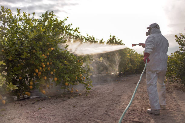 Best Affordable Pest Control Services  in Jasonville, IN